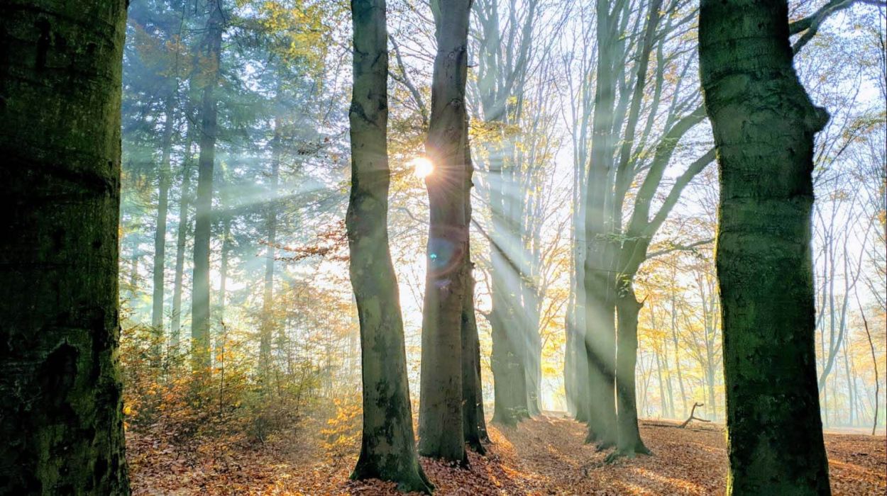 Mindfulness opleiding Arnhem volgen bij van Seetrue (MBCT / MBSR)Mindfulness opleidingen voor professionals. Word mindfulness trainer met SeeTrue, dé opleider in mindfulness